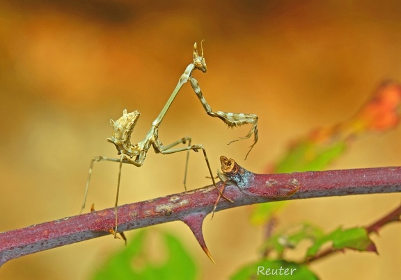 Haubenfangschrecke (Empusa sp.)